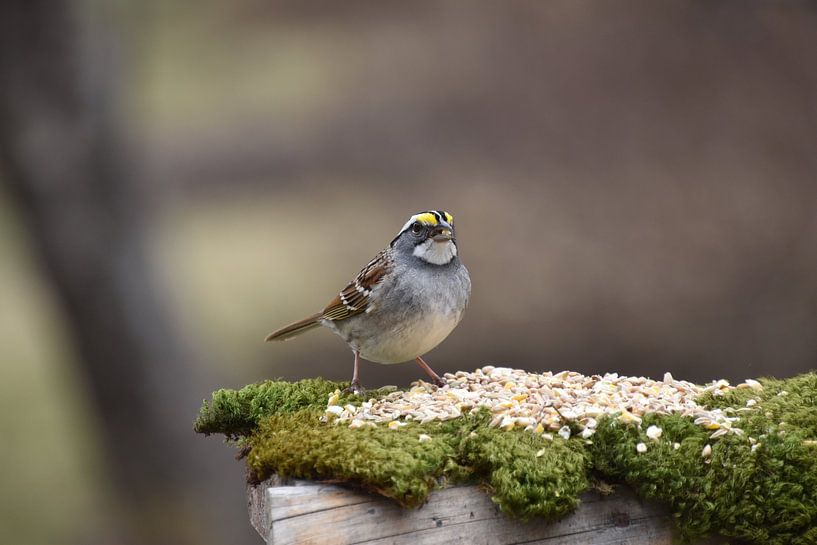 A flag at the feeding trough by Claude Laprise