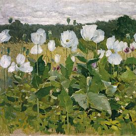 Weißer Mohn, Karl Hagemeister