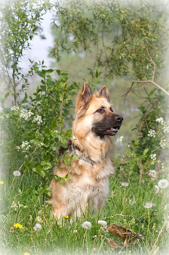 German shepherd surrounded by plants en flowers