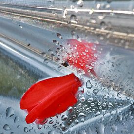 Rood & Grijs I  by Julia Ruijter