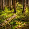 Wald & Wiese