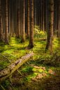 Ardennes Forest by Sander Poppe thumbnail