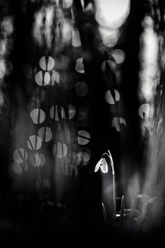 The miracle of nature