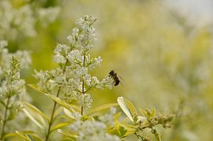 Une abeille occupée
