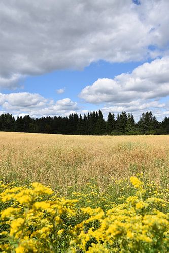 Een veld van haver in de herfst