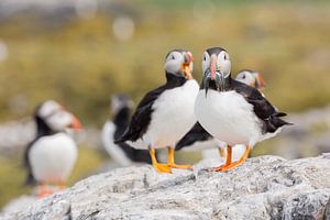 Birds | Puffin with fish caught landed in the colony Farne islands by Servan Ott