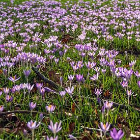 Le printemps approche sur Nicole Bäcker