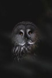 The beautiful lapland owl looks straight into my lens by Jolien Berntsen