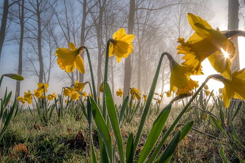 Narcissen