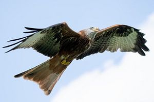 Rotmilan im Flug