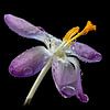 Hollandse voorjaarsbloem. van AGAMI Photo Agency