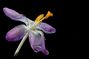 Niederländische Frühlingsblume.