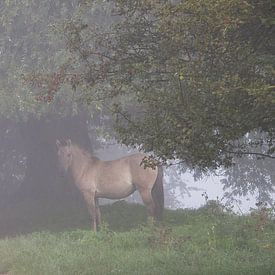 Chevaux (chevaux Konik) dans la brume sur Elbertsen Fotografie