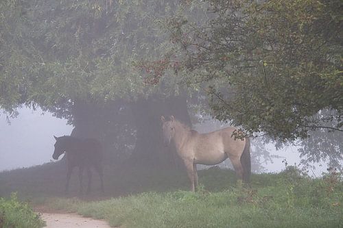 Paarden (Konikspaarden) in de mist