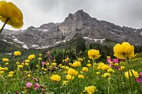 Trollblumen im Karwendel