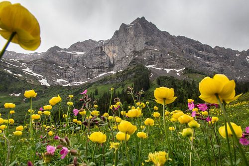 Troll flowers in the Karwendel