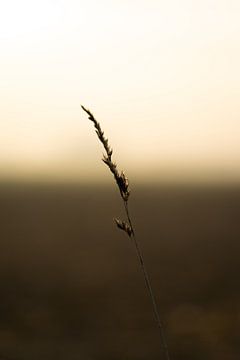 Grass blade by Jim Plaum