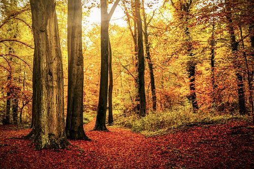 Autumn - Fall of Enchantment