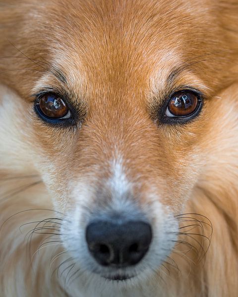 Eye contact dog by Jefra Creations