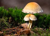 Champignons