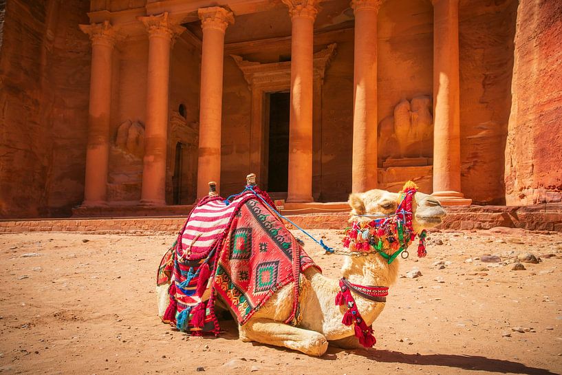 Kamel in Petra von Antwan Janssen
