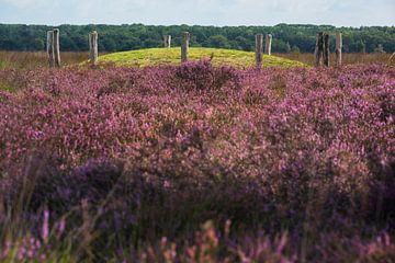 Regte Heide, burial mound with heather by Blond Beeld