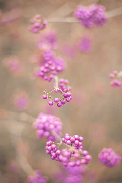 Colorful by Iris Beukelman