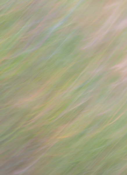 abstract gras van Tania Perneel