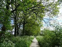 Auf dem Weg in den friesischen Wälder