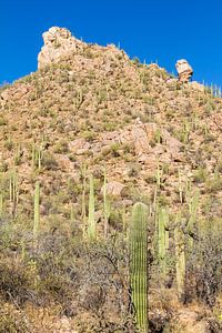 Landschapsimpressie van het Saguaro Nationaal Park van Melanie Viola