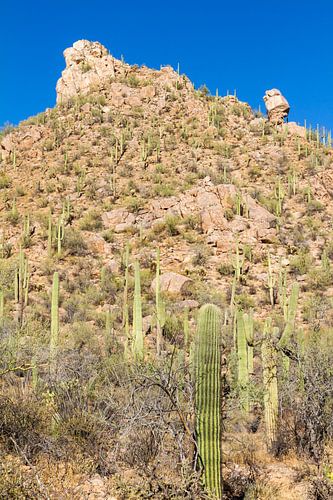 Landschapsimpressie van het Saguaro Nationaal Park