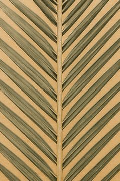 Desert palm