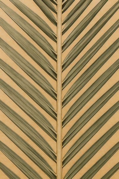 Desert palm by But First Framing