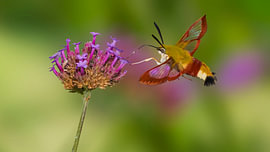 Glasswing swallowtail searching for nectar by Jurgen Van Der Smissen