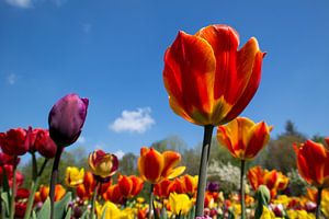 Beauty of Nature