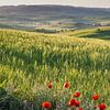 Val d'Orcia, Toskana von Walter G. Allgöwer