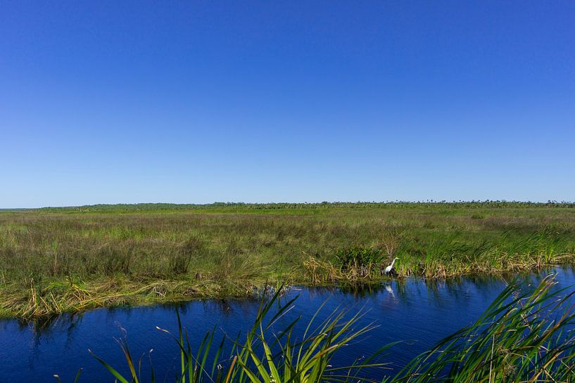USA, Florida, Beautiful green landscape of everglades national park with white heron behind river by adventure-photos