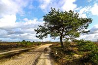 Arbre le long d'une route sablonneuse