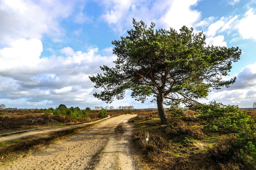 Arbre le long d'une route sablonneuse par Ronny Struyf