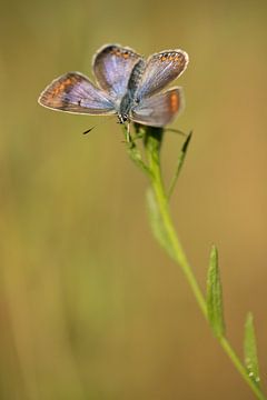 Vlinder: icarusblauwtje (Polyommatus icarus) warmt zich op