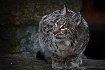 Un lynx sur un plan sombre s'assoit et regarde ironiquement. Le gros chat est strict et beau. sur Michael Semenov