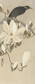 Myna auf einem Magnolienzweig von Ohara Koson