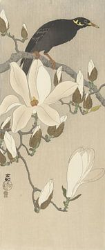Myna sur une branche de magnolia de Ohara Koson