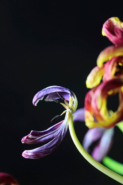 Ephemerality by Thomas Jäger