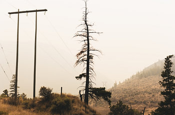Karge Kiefer und Strommast im orangen Rauch der Waldbrände in British Columbia
