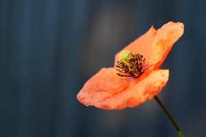 Rote Mohnblume auf blauem Hintergrund