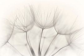 Geen titel van Jakob Arnholtz