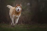 Running husky