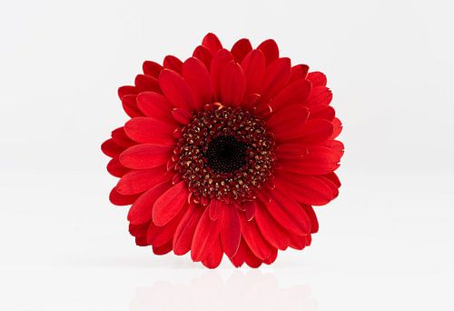 Red Gerbera on a white reflective background