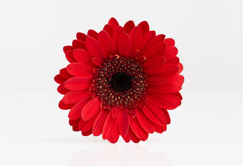 Red Gerbera on a white reflective background by Dennis Wachtel